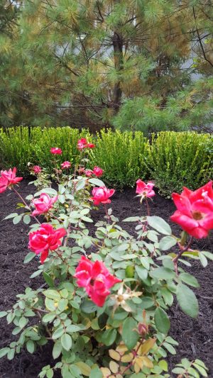 Samsung S6 Backup Pics January 2017 1117