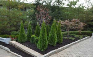 landscaping featureing evergrens for provacy in Leonia Nj