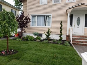 A beutiful landscape desing job with sod trees pland and rocks in Ridgefield NJ