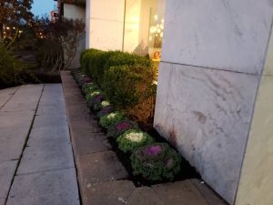 commercial landscaping at night in Fort Lee Nj 4