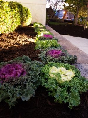 commercial landscaping at night in Fort Lee Nj 6