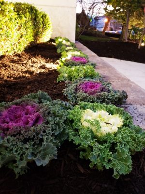 commercial landscaping planting in Englewood Cliffs NJ
