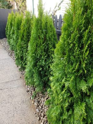 green fence in Cliffside Park NJ