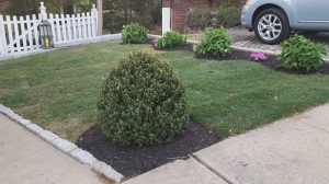 landscape design in Palisaides Park NJ