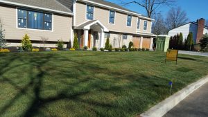 yard regraded sodded and gardrens planeted in EngleWood Cliffs NJ